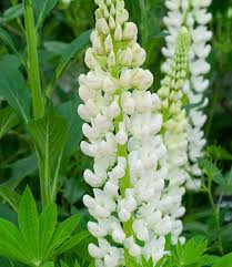 White Lupine Flower Seeds for Planting - Heirloom, Non-GMO, Cottage Garden Organic Seeds