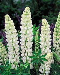 White Lupine Flower Seeds for Planting - Heirloom, Non-GMO, Cottage Garden Organic Seeds