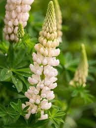 White Lupine Flower Seeds for Planting - Heirloom, Non-GMO, Cottage Garden Organic Seeds