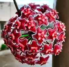 Red Carnosa Flower Seeds for Planting - Heirloom, Non-GMO, Organic Garden Seeds for Vibrant Displays