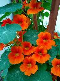 Orange Nasturtium Flower Seeds for Planting - Heirloom, Non-GMO, Drought-Tolerant Organic Garden Seeds