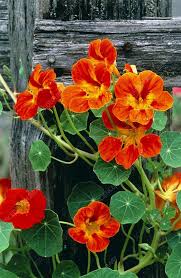 Orange Nasturtium Flower Seeds for Planting - Heirloom, Non-GMO, Drought-Tolerant Organic Garden Seeds