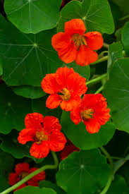 Orange Nasturtium Flower Seeds for Planting - Heirloom, Non-GMO, Drought-Tolerant Organic Garden Seeds