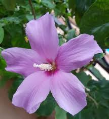 Lavender Hibiscus Flower Seeds for Planting - Heirloom, Non-GMO, Fragrant Organic Garden Seeds