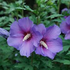 Lavender Hibiscus Flower Seeds for Planting - Heirloom, Non-GMO, Fragrant Organic Garden Seeds