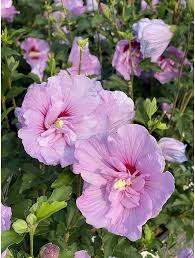 Lavender Hibiscus Flower Seeds for Planting - Heirloom, Non-GMO, Fragrant Organic Garden Seeds