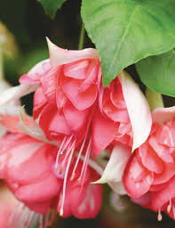 Peach Fuchsia Flower Seeds for Planting - Heirloom, Non-GMO, Cottage Garden Organic Seeds