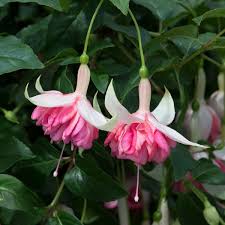 Peach Fuchsia Flower Seeds for Planting - Heirloom, Non-GMO, Cottage Garden Organic Seeds