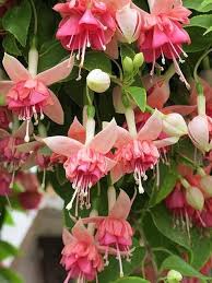 Peach Fuchsia Flower Seeds for Planting - Heirloom, Non-GMO, Cottage Garden Organic Seeds