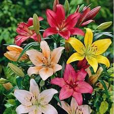Mixed Lilium Flower Seeds for Planting - Heirloom, Non-GMO, Low-Maintenance Organic Garden Seeds