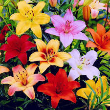 Mixed Lilium Flower Seeds for Planting - Heirloom, Non-GMO, Low-Maintenance Organic Garden Seeds