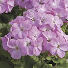 Lavender Geranium Flower Seeds for Planting - Heirloom, Non-GMO, Organic Garden Seeds for Colorful Displays