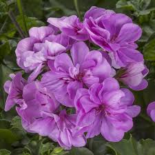 Lavender Geranium Flower Seeds for Planting - Heirloom, Non-GMO, Organic Garden Seeds for Colorful Displays