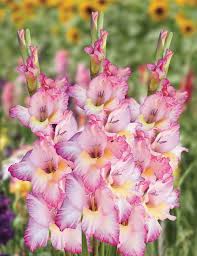 Pink White Gladiolus Flower Seeds for Planting - Heirloom, Non-GMO, Drought-Tolerant Organic Garden Seeds