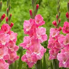 Pink White Gladiolus Flower Seeds for Planting - Heirloom, Non-GMO, Drought-Tolerant Organic Garden Seeds