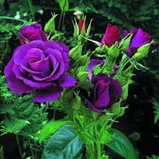 Purple Rose Flower Seeds for Planting - Heirloom, Non-GMO, Compact Organic Garden Seeds