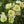 Yellow White Rosa Xanthina Flower Seeds for Planting - Heirloom, Non-GMO, Pollinator-Friendly Organic Seeds