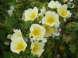 Yellow White Rosa Xanthina Flower Seeds for Planting - Heirloom, Non-GMO, Pollinator-Friendly Organic Seeds