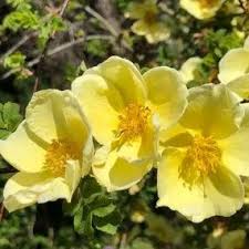 Yellow White Rosa Xanthina Flower Seeds for Planting - Heirloom, Non-GMO, Pollinator-Friendly Organic Seeds