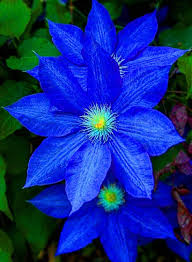 Dark Blue Clematis Flower Seeds for Planting - Heirloom, Non-GMO, Long Bloom Organic Garden Seeds