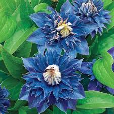 Dark Blue Clematis Flower Seeds for Planting - Heirloom, Non-GMO, Long Bloom Organic Garden Seeds