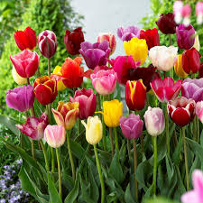 Mixed Tulip Flower Seeds for Planting – Colorful Heirloom Non-GMO Bulbs for Vibrant Spring Garden