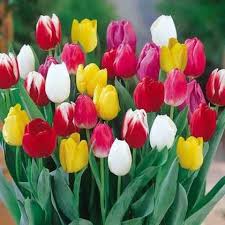 Mixed Tulip Flower Seeds for Planting – Colorful Heirloom Non-GMO Bulbs for Vibrant Spring Garden
