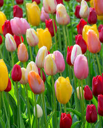 Mixed Tulip Flower Seeds for Planting – Colorful Heirloom Non-GMO Bulbs for Vibrant Spring Garden