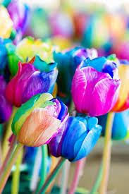 Rainbow Tulip Flower Seeds for Planting - Heirloom, Non-GMO, Easy-to-Grow Organic Garden Seeds for Spring Color