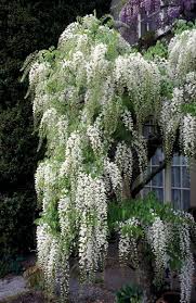 White Blue Wisteria Flower Seeds for Planting – Heirloom, Non-GMO, Organic Garden Seeds, High Germination