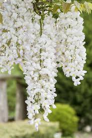 White Blue Wisteria Flower Seeds for Planting – Heirloom, Non-GMO, Organic Garden Seeds, High Germination