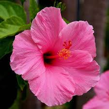 Light Pink Hibiscus Flower Seeds for Planting – Heirloom, Non-GMO, Organic Garden Seeds, High Germination