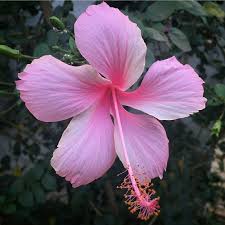 Light Pink Hibiscus Flower Seeds for Planting – Heirloom, Non-GMO, Organic Garden Seeds, High Germination