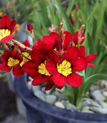 Blue Red Sparaxis Flower Seeds for Planting – Heirloom, Non-GMO, Organic Garden Seeds, High Germination