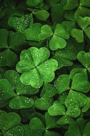 Khaki Green Four Leaf Clover Seeds for Planting – Heirloom, Non-GMO, Organic Garden Seeds, High Germination