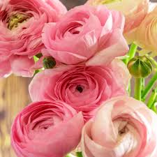 Light Pink Ranunculus Flower Seeds for Planting – Heirloom, Non-GMO, Organic Garden Seeds, High Germination