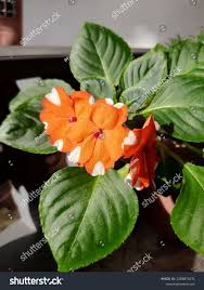Orange White Balsam Flower Seeds for Planting – Heirloom, Non-GMO, Organic Garden Seeds, High Germination
