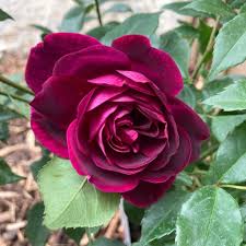 Burgundy Rose Flower Seeds for Planting – Heirloom, Non-GMO, Organic Garden Seeds, High Germination, Wildflower Mix