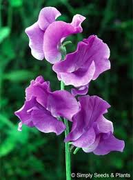 Violet Sweet Pea Flower Seeds for Planting – Heirloom, Non-GMO, Organic Garden Seeds, High Germination, Sun Loving