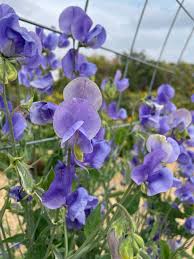 Purple Sweet Pea Flower Seeds for Planting – Heirloom, Non-GMO, Organic Garden Seeds, High Germination, Cut Flower Favorite