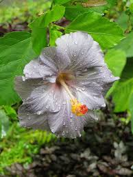 Dark Gray Hibiscus Flower Seeds for Planting – Heirloom, Non-GMO, Organic Garden Seeds, High Germination, Drought Tolerant