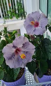 Dark Gray Hibiscus Flower Seeds for Planting – Heirloom, Non-GMO, Organic Garden Seeds, High Germination, Drought Tolerant