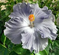 Dark Gray Hibiscus Flower Seeds for Planting – Heirloom, Non-GMO, Organic Garden Seeds, High Germination, Drought Tolerant