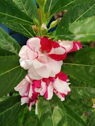 Red White Balsam Flower Seeds for Planting – Heirloom, Non-GMO, Organic Garden Seeds, High Germination, Seasonal Bloomer