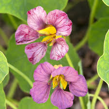 Purple Nasturtium Flower Seeds for Planting – Heirloom, Non-GMO, Organic Garden Seeds, High Germination, Wildflower Mix