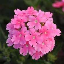 Pink Verbena Flower Seeds for Planting – Heirloom, Non-GMO, Organic Garden Seeds, High Germination, Cut Flower Favorite