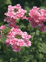 Pink Verbena Flower Seeds for Planting – Heirloom, Non-GMO, Organic Garden Seeds, High Germination, Cut Flower Favorite