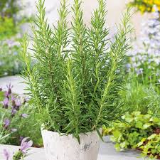 Rosemary Vegetable Seeds for Planting – Heirloom, Non-GMO, Organic Garden Seeds, High Germination, Culinary Herb