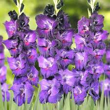 Gladiolus Flower Seeds for Planting – Heirloom, Non-GMO, Pollinator Friendly, High Germination Seeds