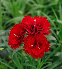 Carnation Dianthus Caryophyllus Seeds for Planting – Heirloom, Non-GMO, Fragrant, High Germination Garden Seeds